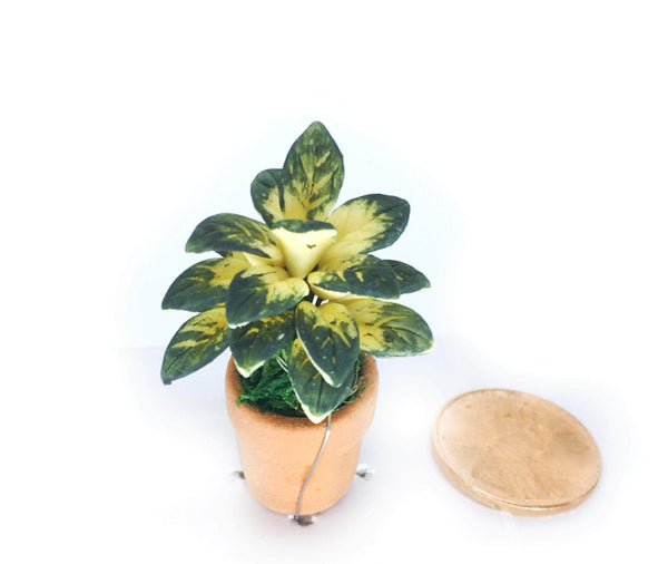 Miniature Variegated Plant Choice
