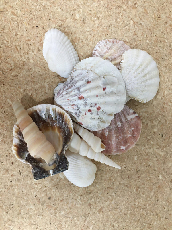 10 Hand Selected Seashells, Various Shaped Seashells for Fairy Gardens and Crafts