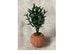 Miniature Dollhouse Ficus Plant in a Round Pot