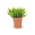 Small House Plant