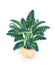 products/il_fullxfull.2254130226_s4o9.jpg