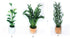 Dollhouse Potted Palm Plant Choice