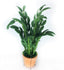 products/il_fullxfull.2301748581_tb43.jpg