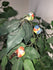 products/il_fullxfull.3688942623_mapx.jpg