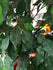 products/il_fullxfull.3701117071_qjjd.jpg
